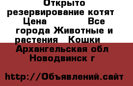 Открыто резервирование котят › Цена ­ 15 000 - Все города Животные и растения » Кошки   . Архангельская обл.,Новодвинск г.